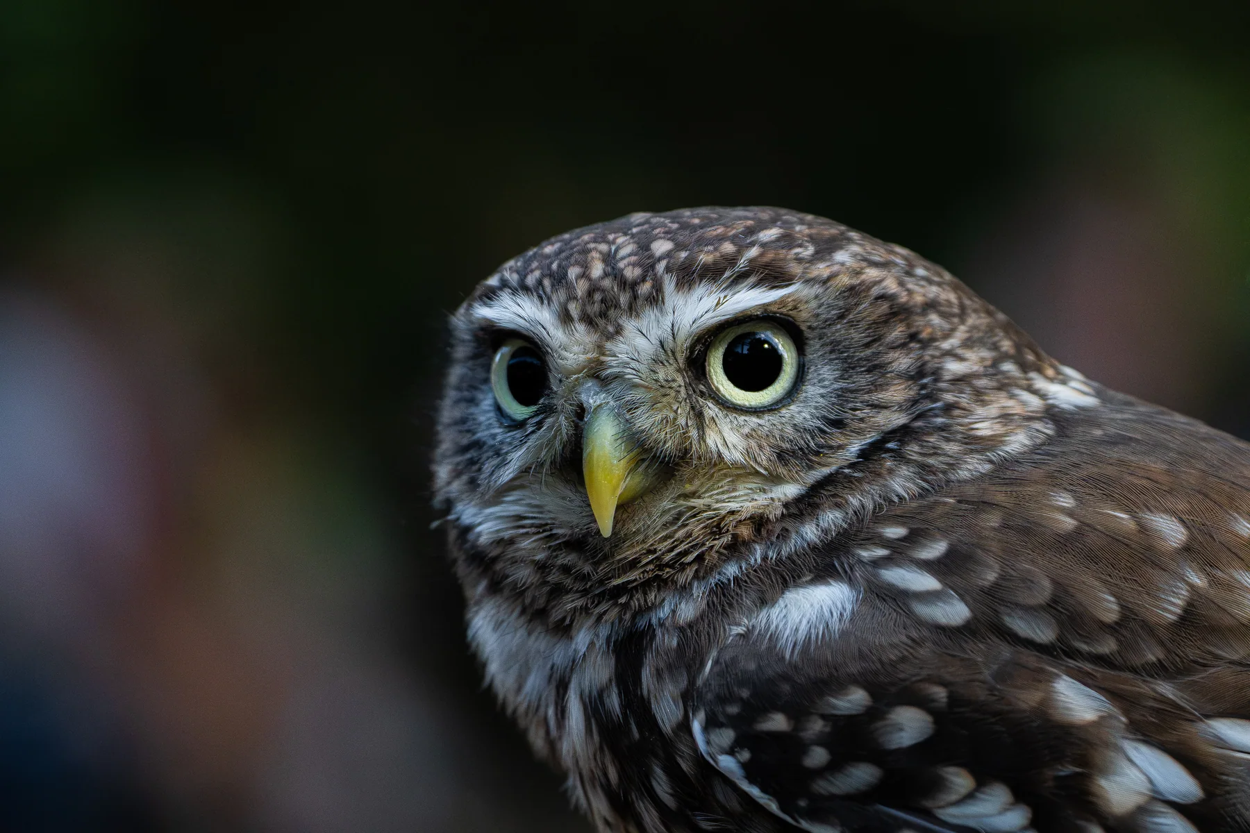 Little owl photographed by Mark Juresh
